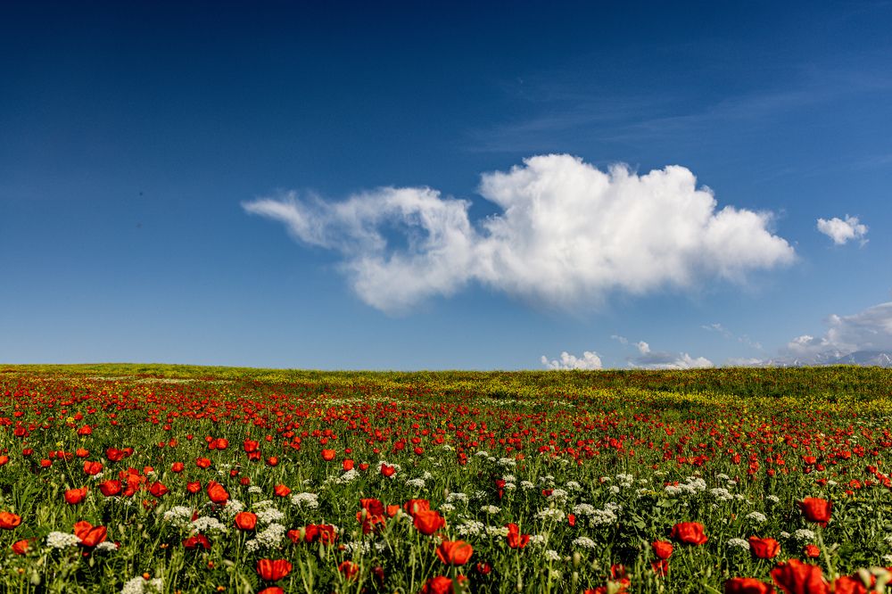 Photograph by Елена Подерегина