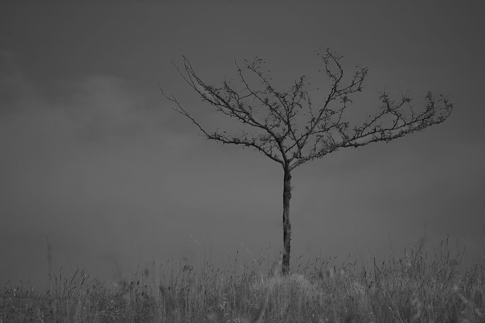 Photograph by Kike