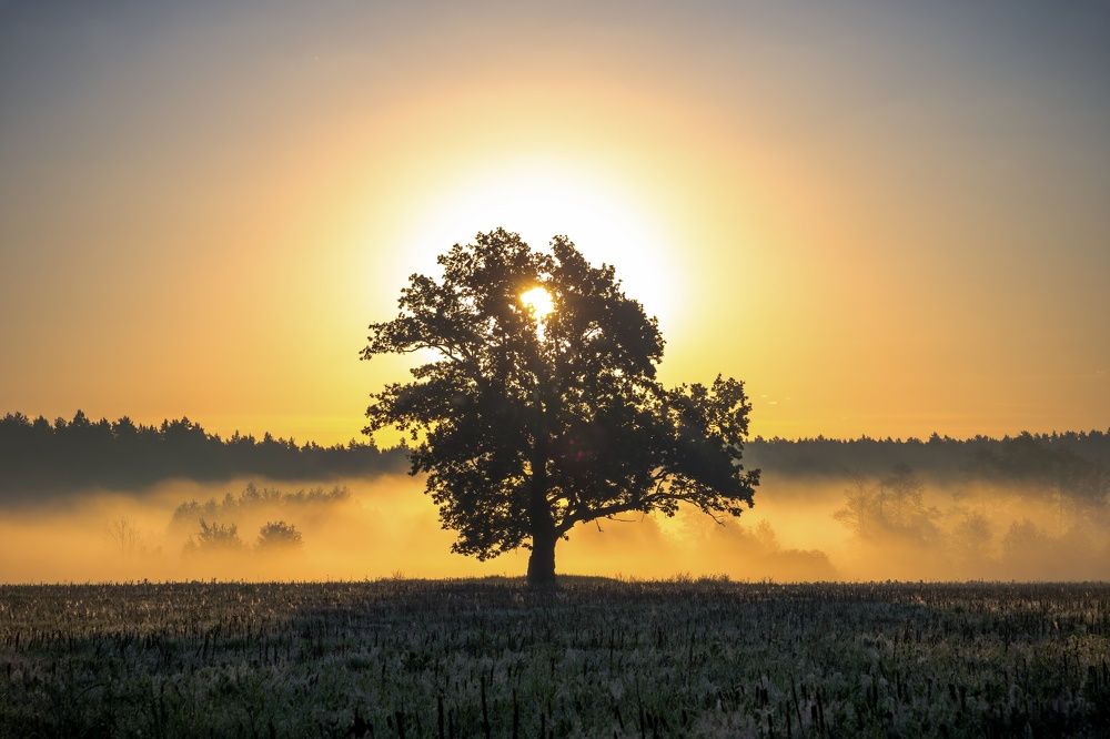 Долгожданное утро