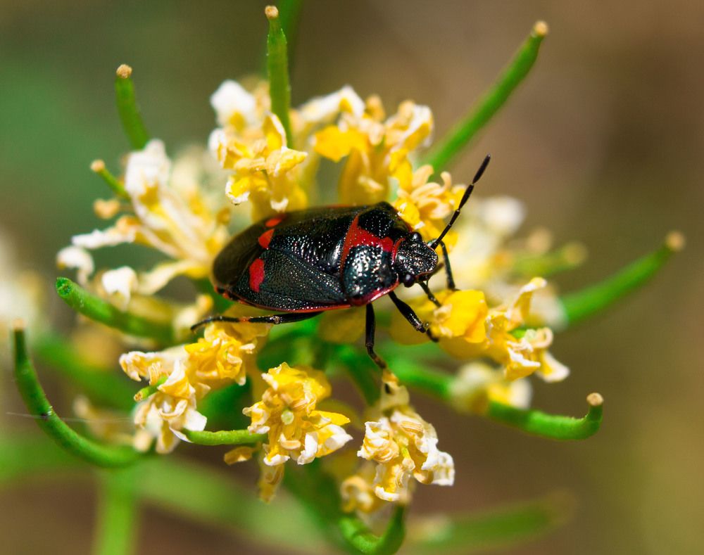Клоп рапсовый.