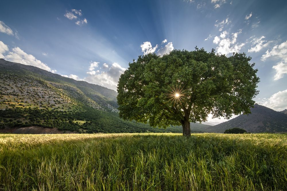 Photograph by Aref Zivdar