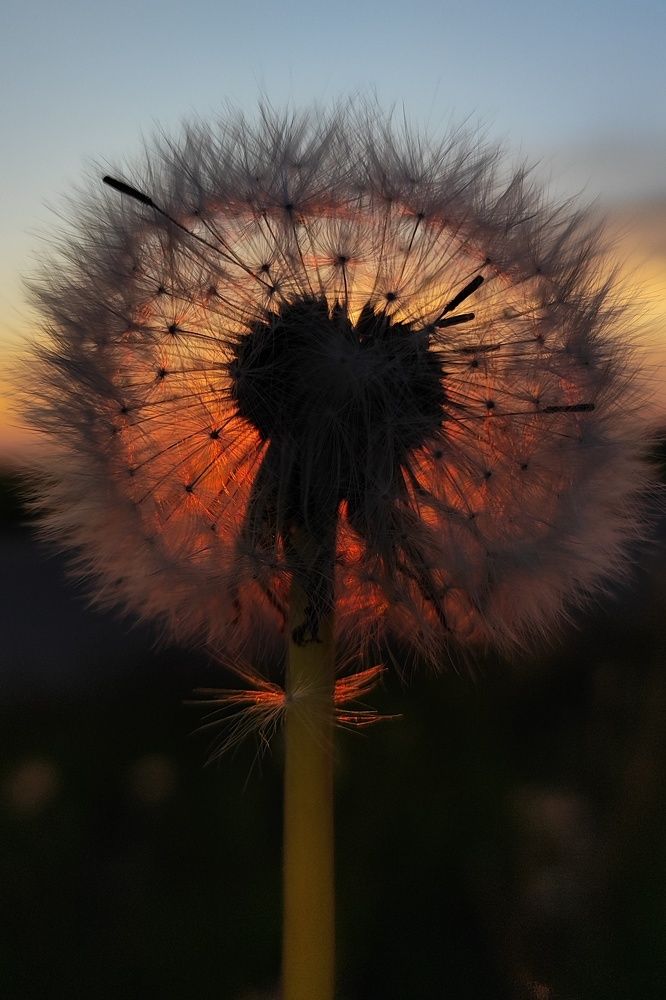 Photograph by Екатерина Сковорода