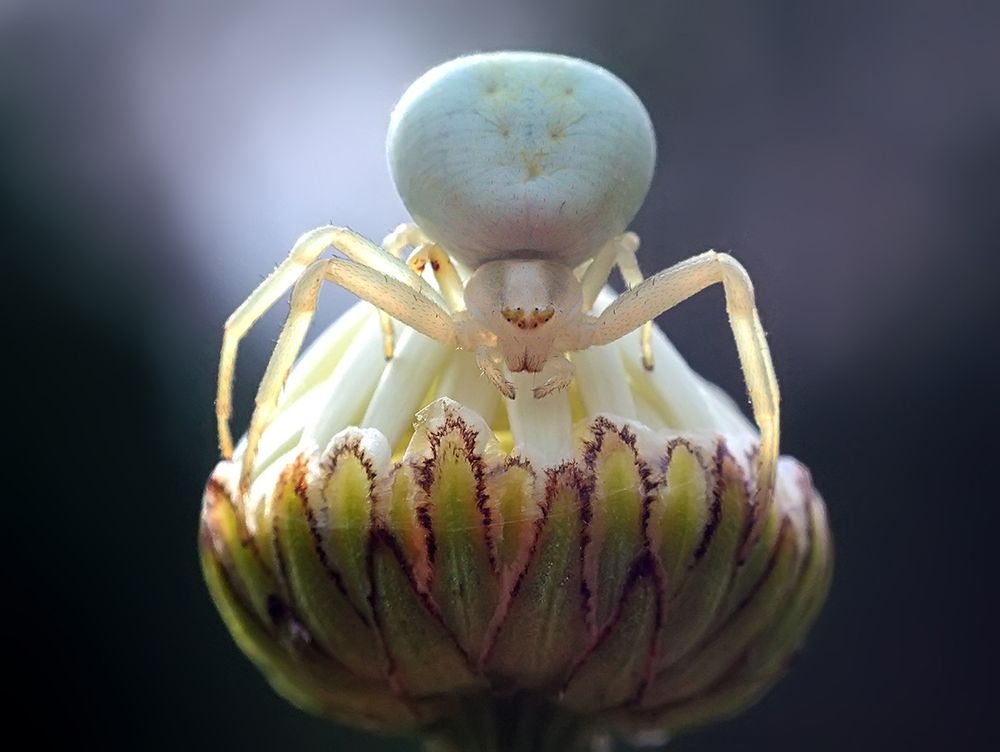 Photograph by Галина Горькавая