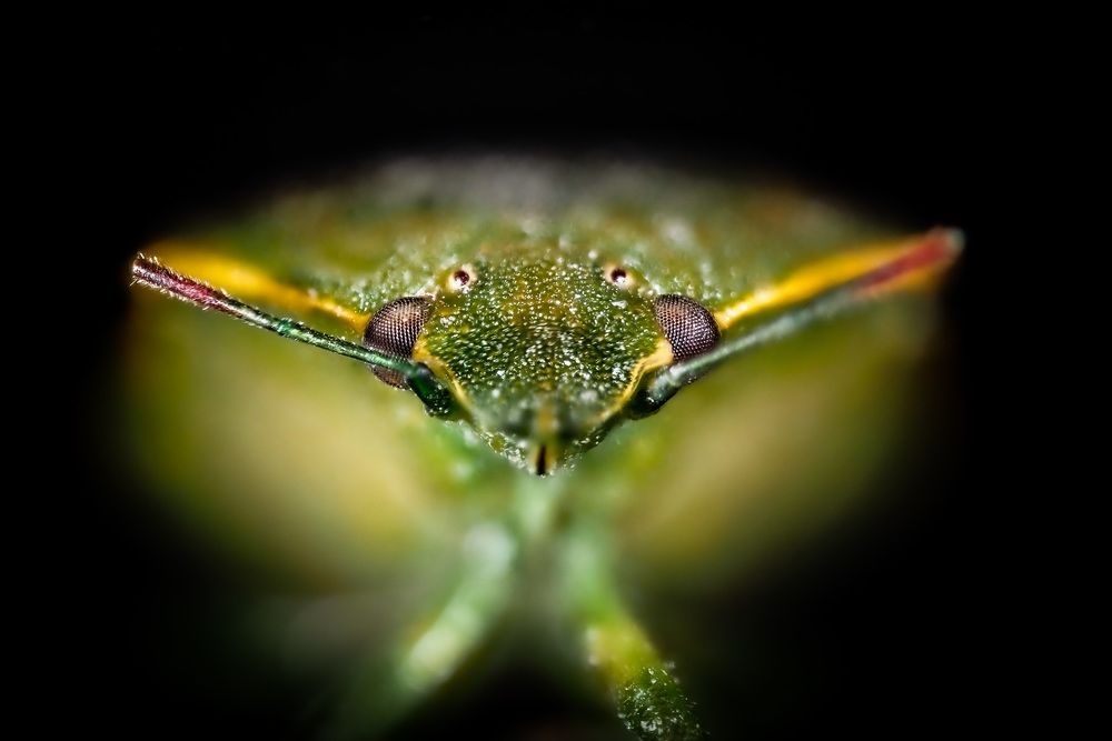 Photograph by Serdar AVCI