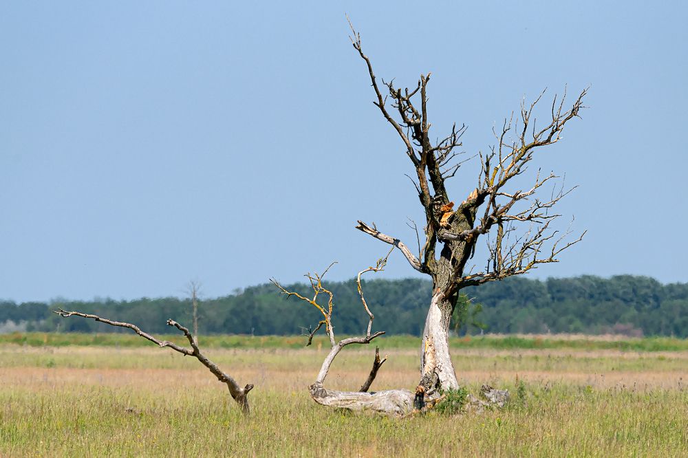 Фотография автора Faller Tamás