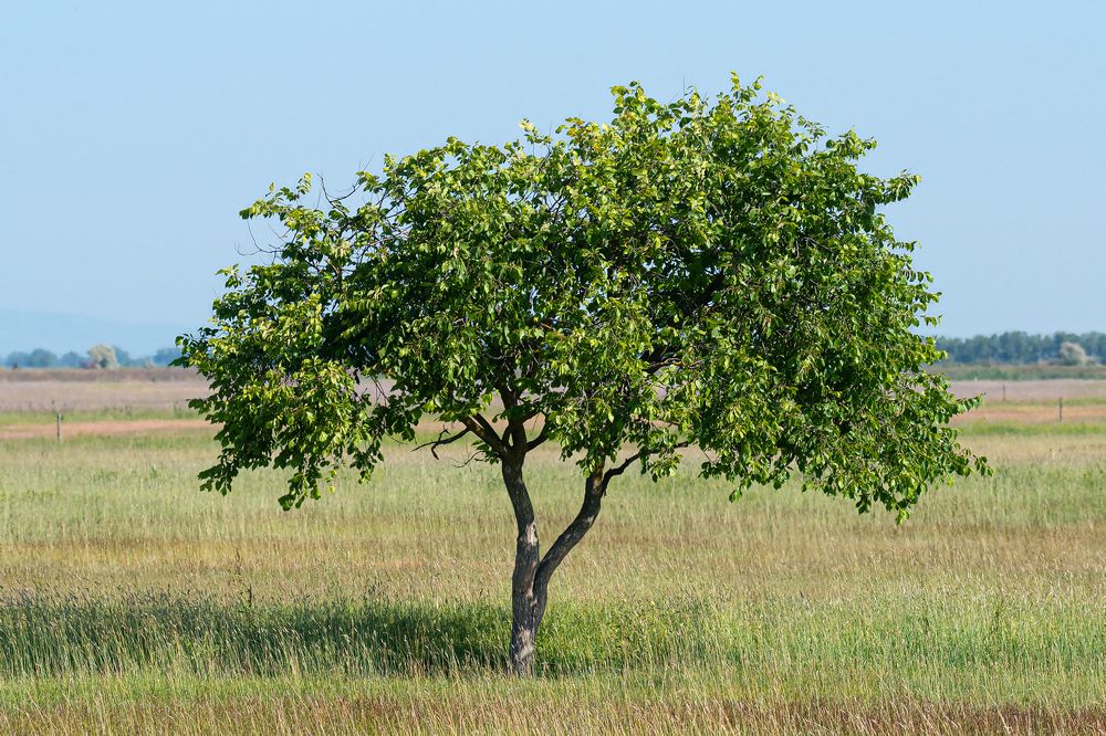 Фотография автора Faller Tamás