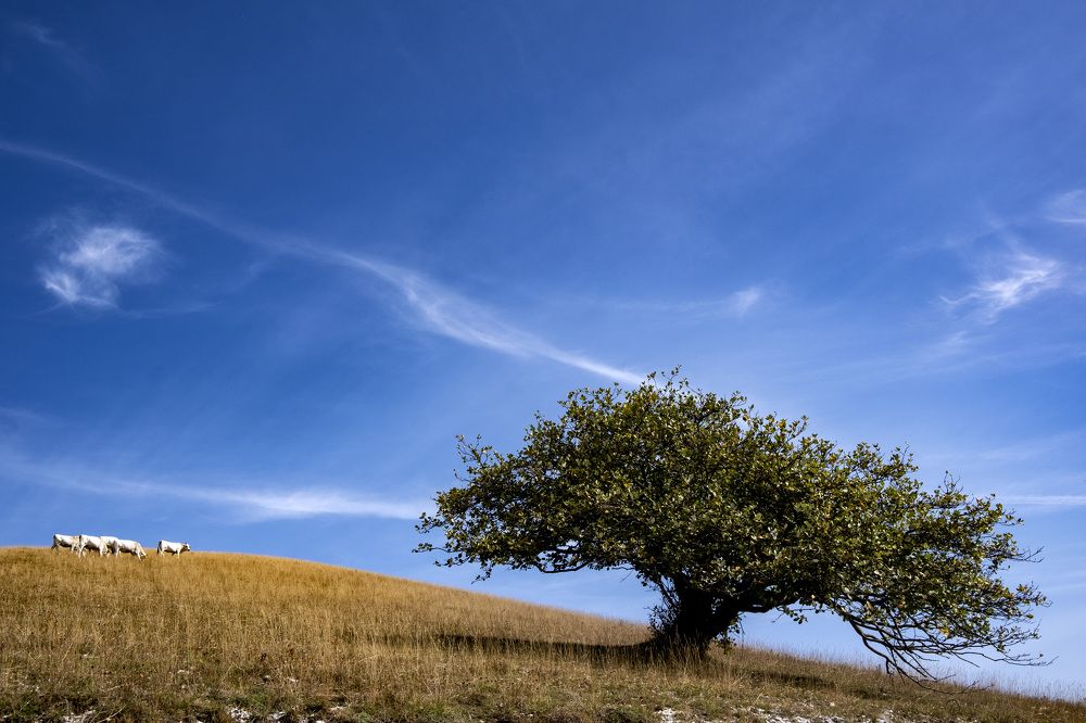 Фотография автора Roberta Costanzi