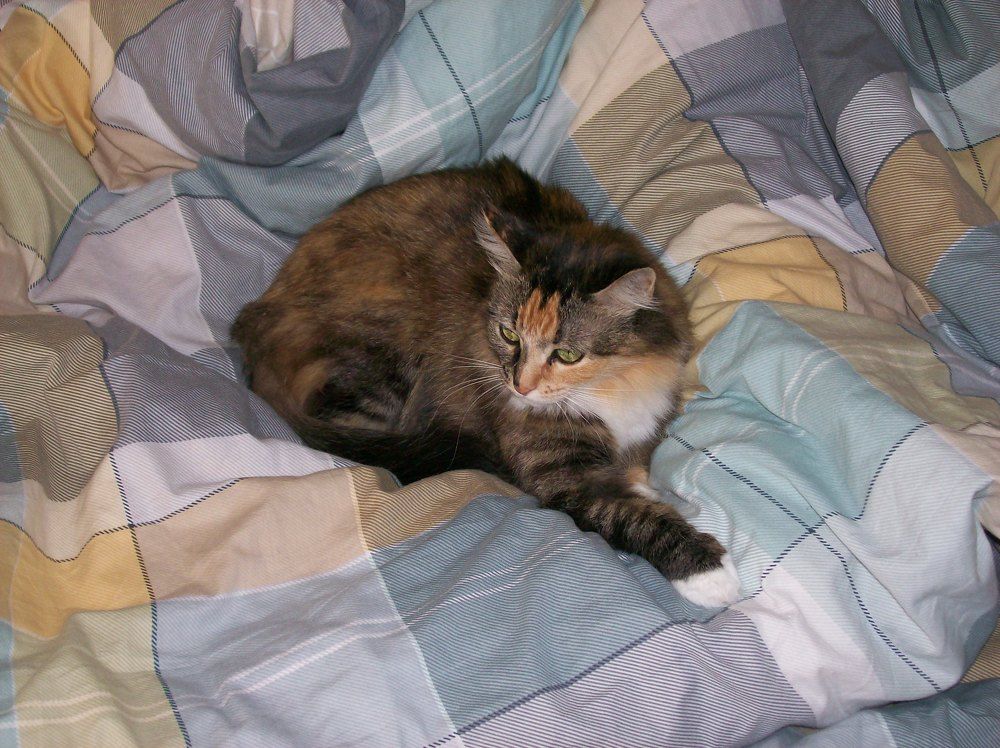 Photo #10649572