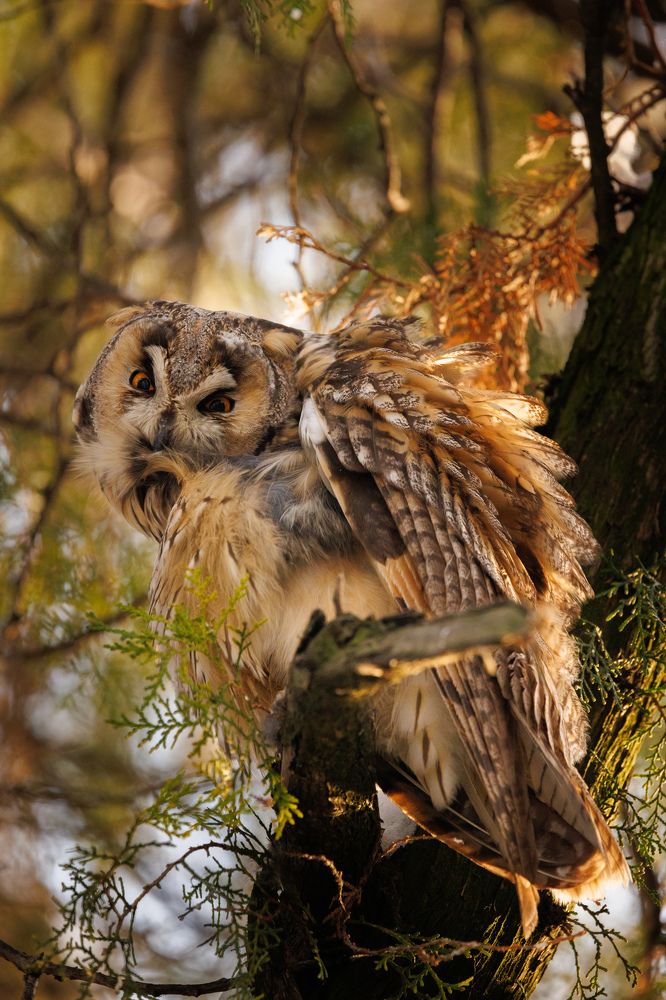 Зимовка сов в Сербии