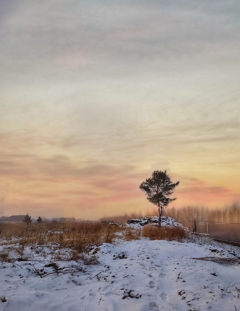 Одинокая сосна...