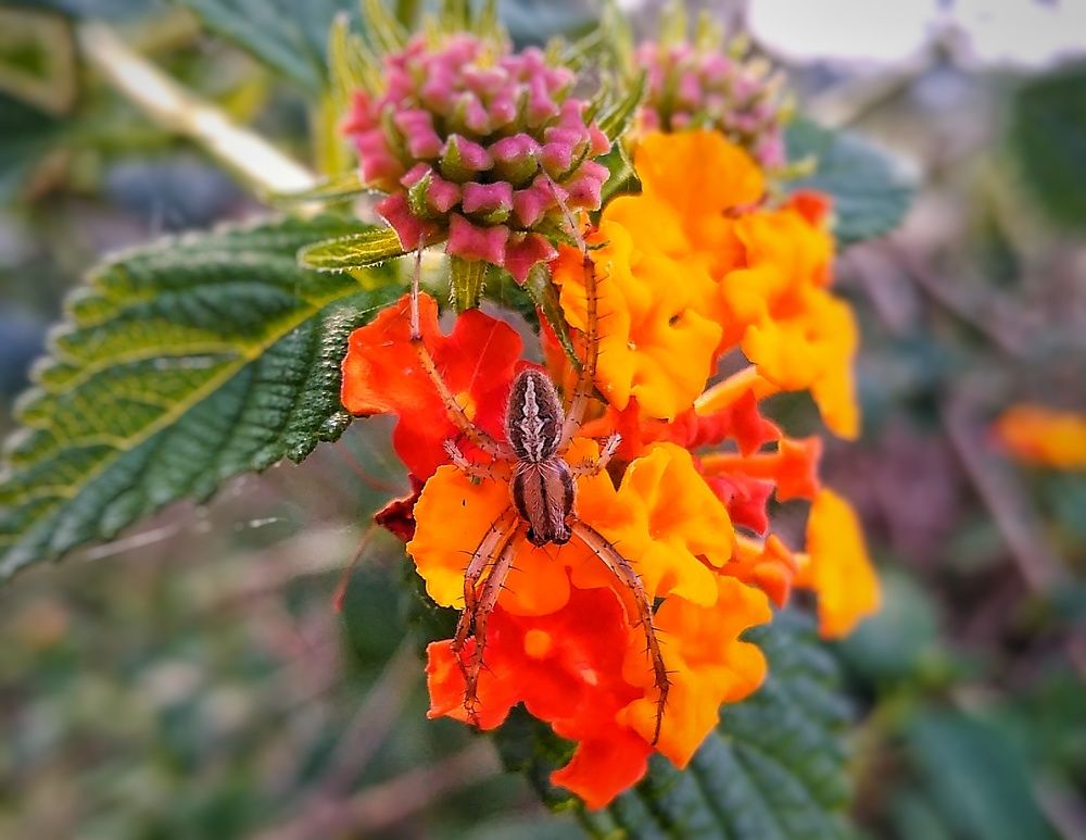 Photograph by KRISHNA CHANDRA DULE