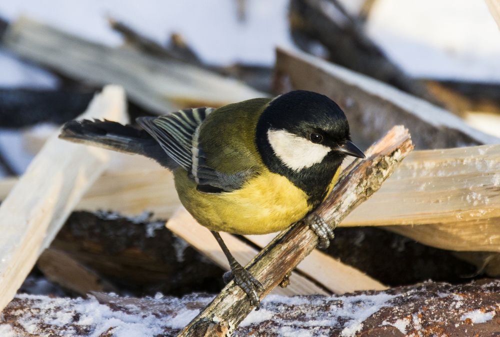 Большая синица