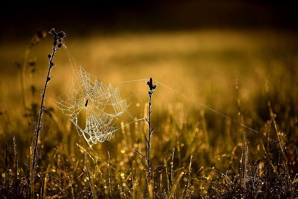 На Рассвете