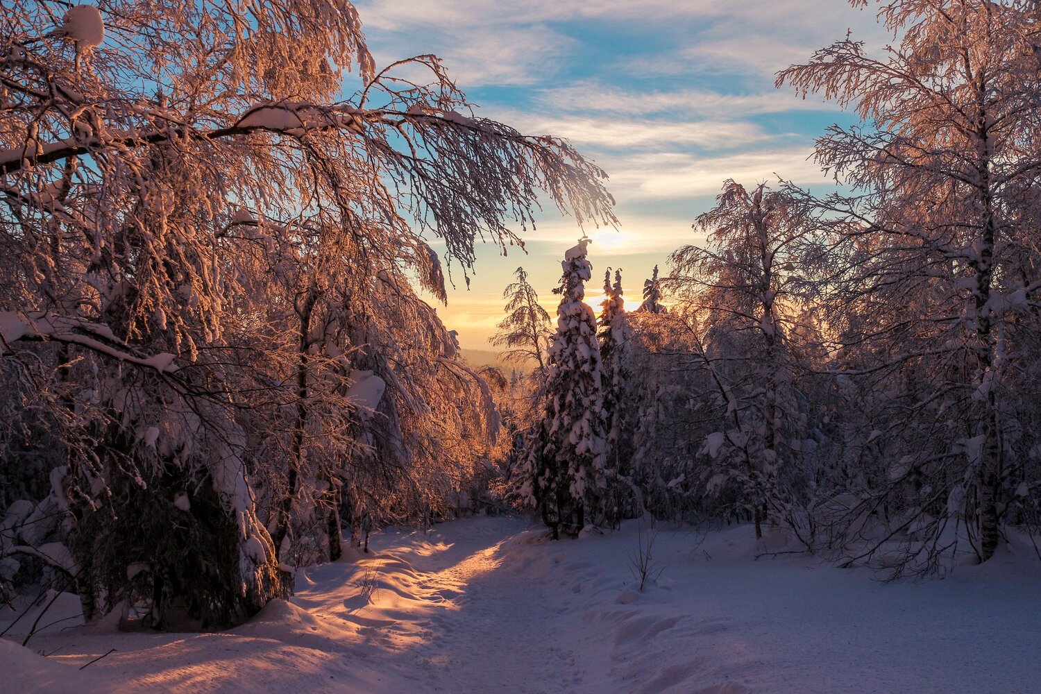 Зимний лес