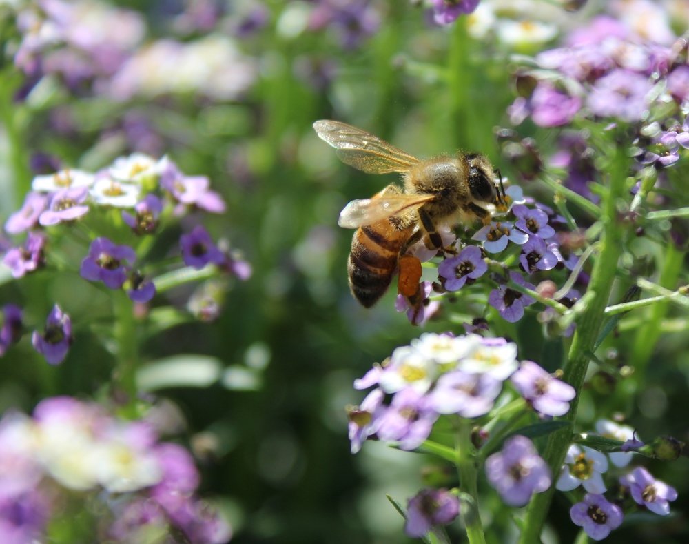 "Запах меда"