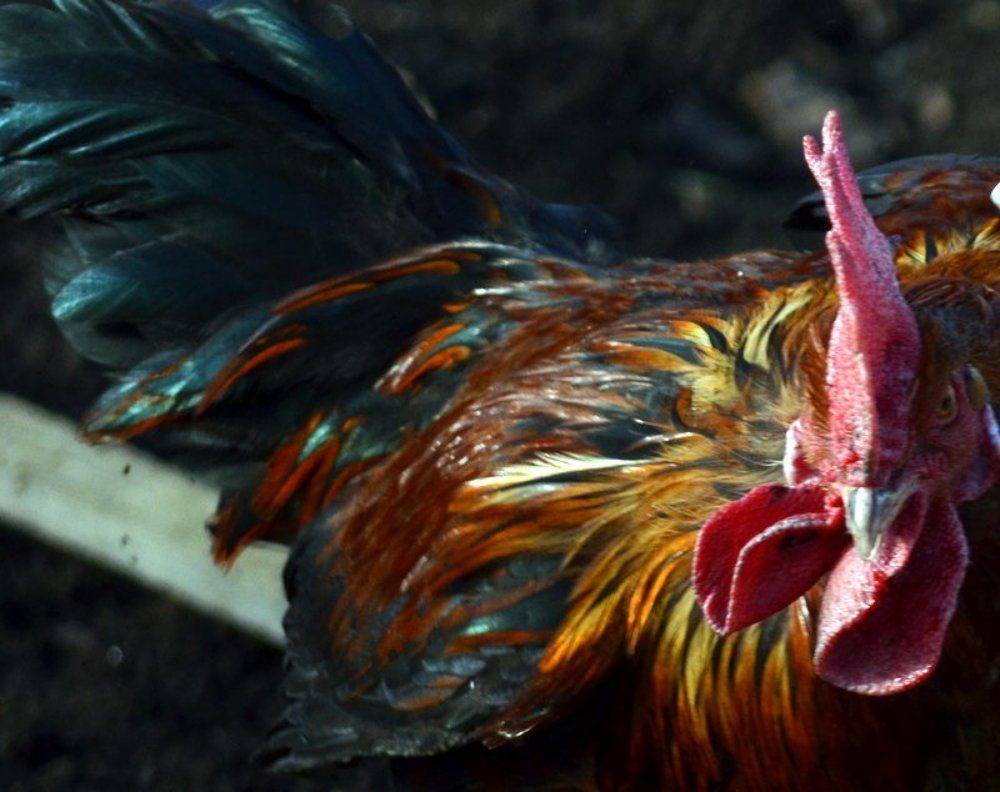 дневной дозор