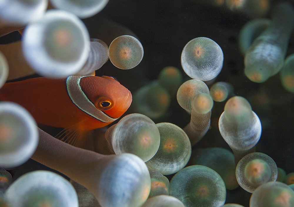 цирк зажигает огни