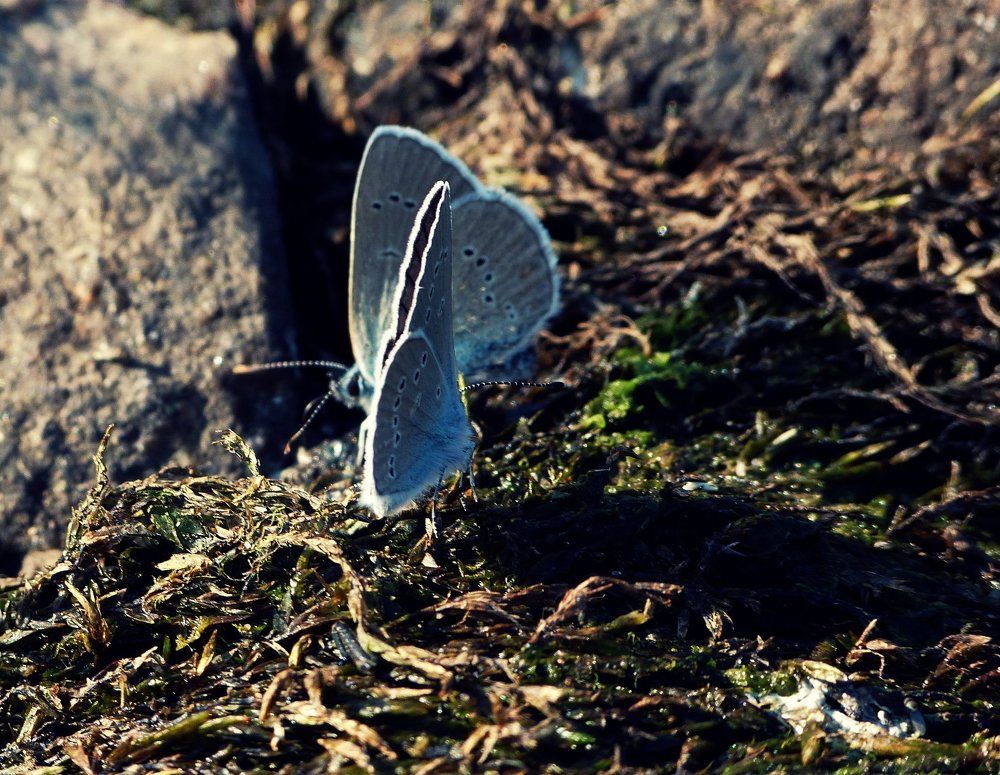 Маленький лоскуток голубого неба