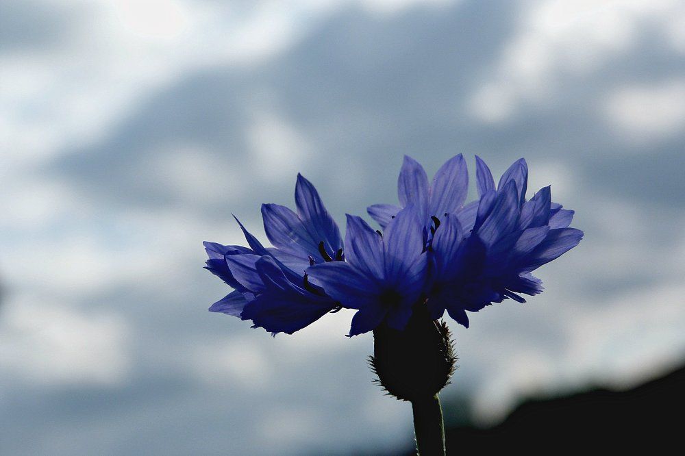 синий, как небо, цветочек- Василёк