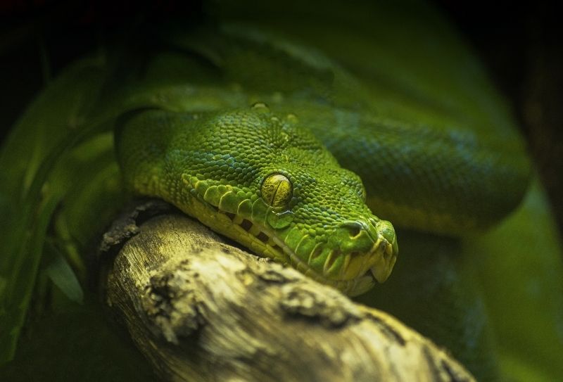 Vladimir Maksimov, Russia