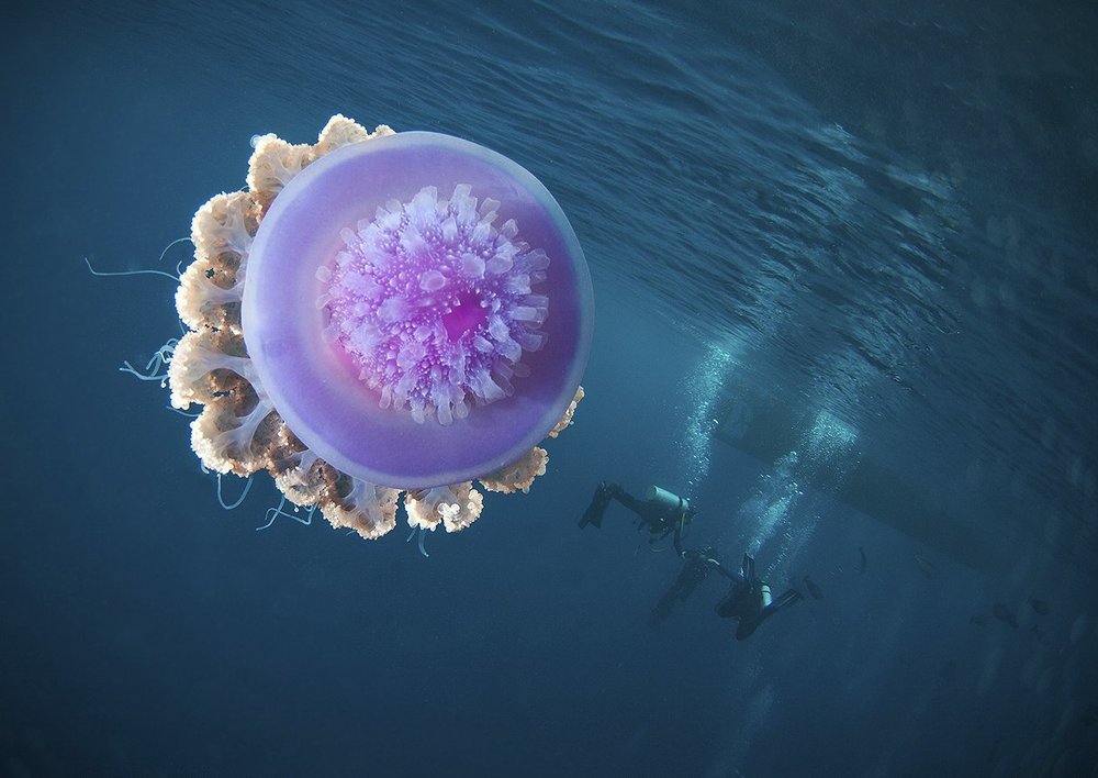 подводное рандеву