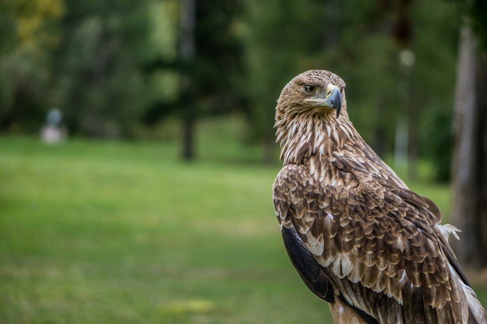 Взгляд хищника