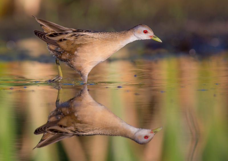 Simonas Minkevicius, Lithuania
