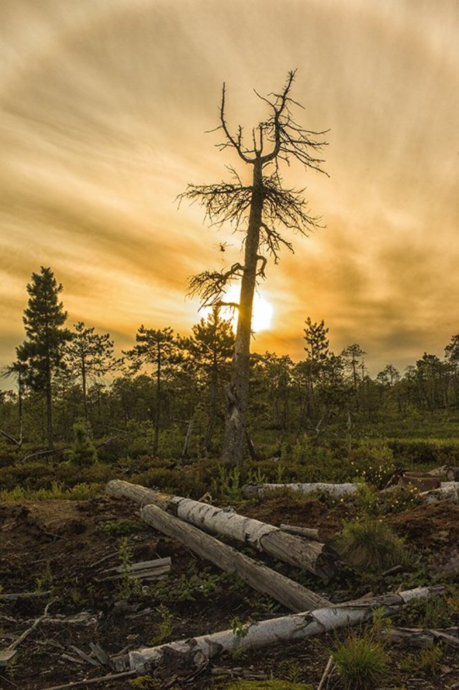 болотный этюд с вертолетом