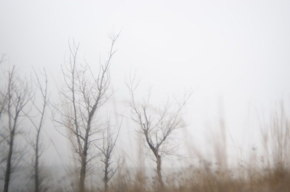 Снежный туман