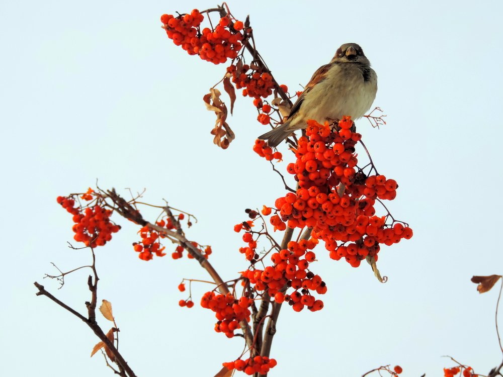 Гордая птица