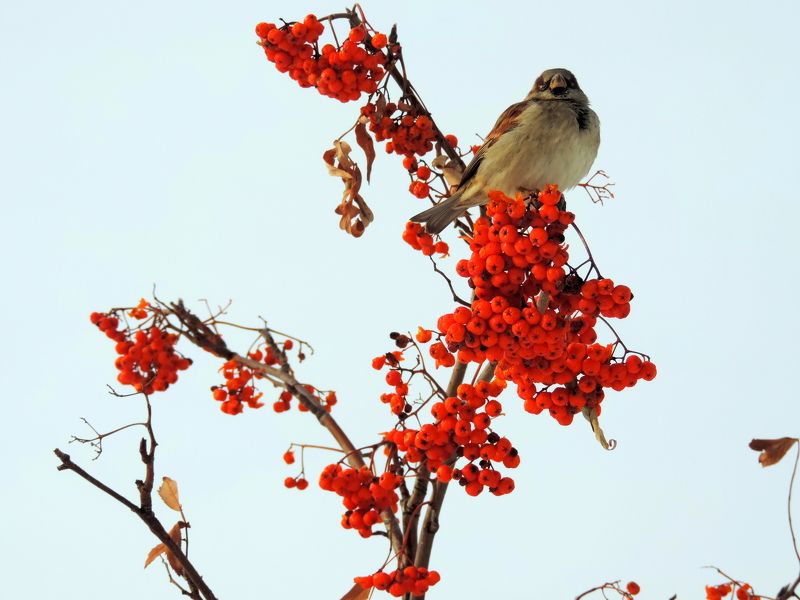 Elena Shubochkina, Russia