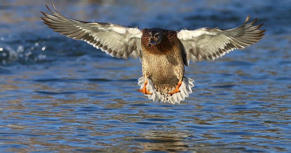 Приводнение