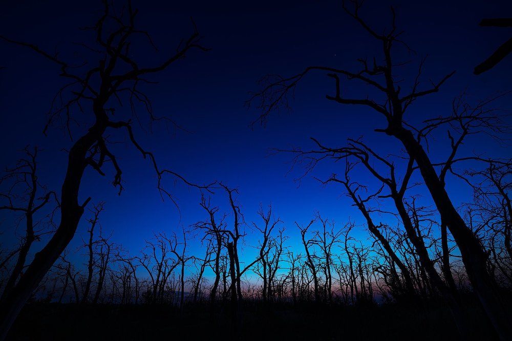 Лес перед рассветом