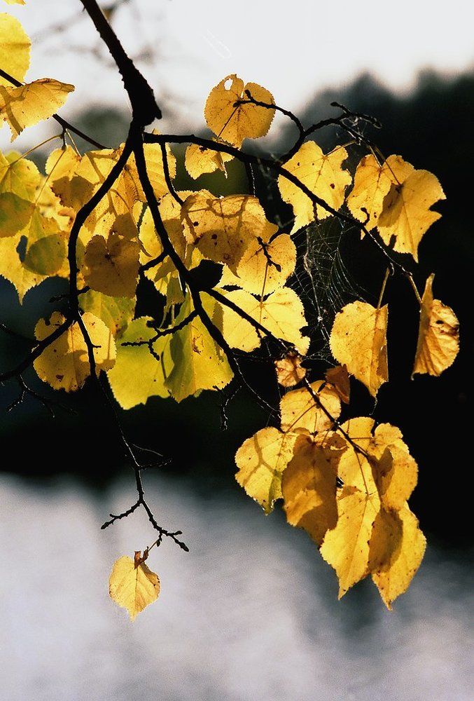 Осенний привет.