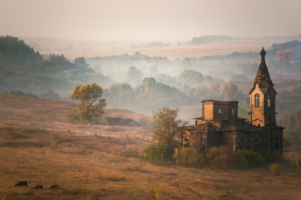 Три черные коровы