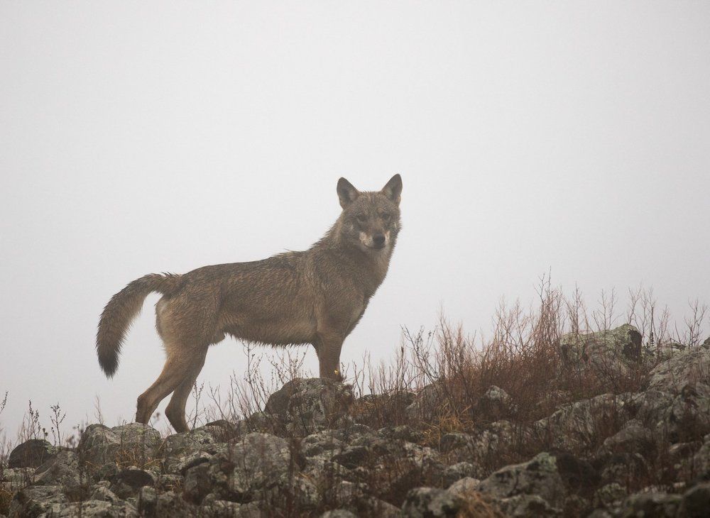 Wolf in the fog