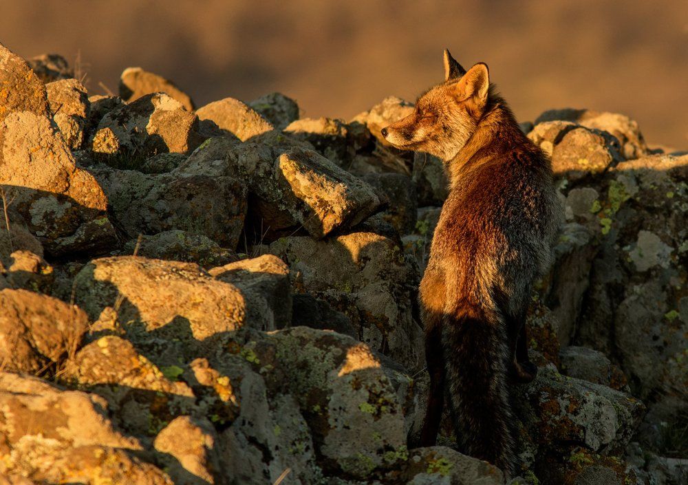 Male fox at sunset