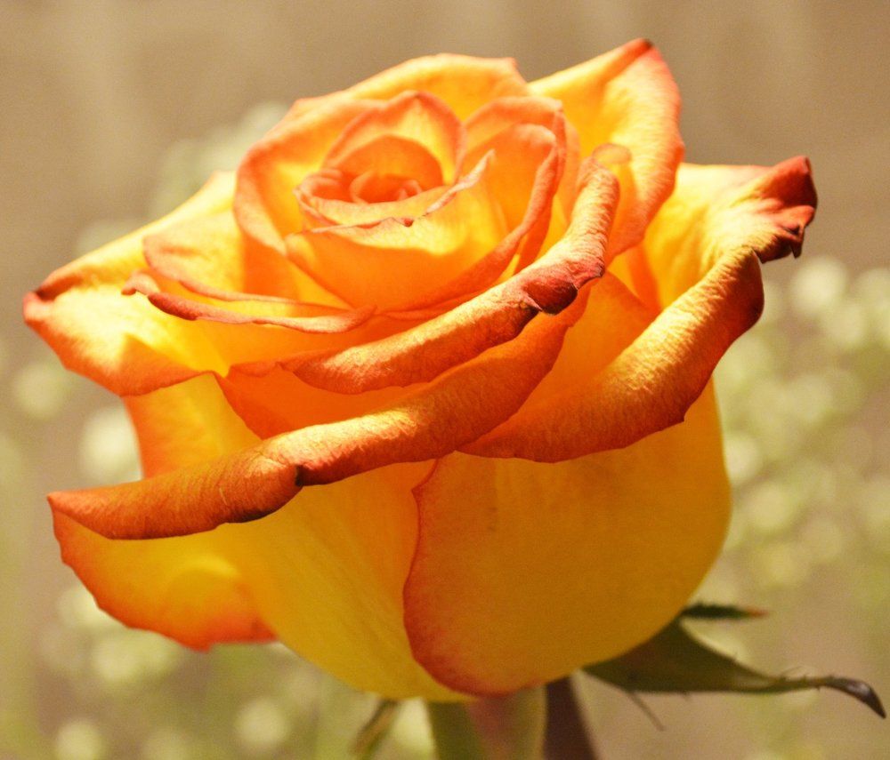 как хрупки мы и одиноки...