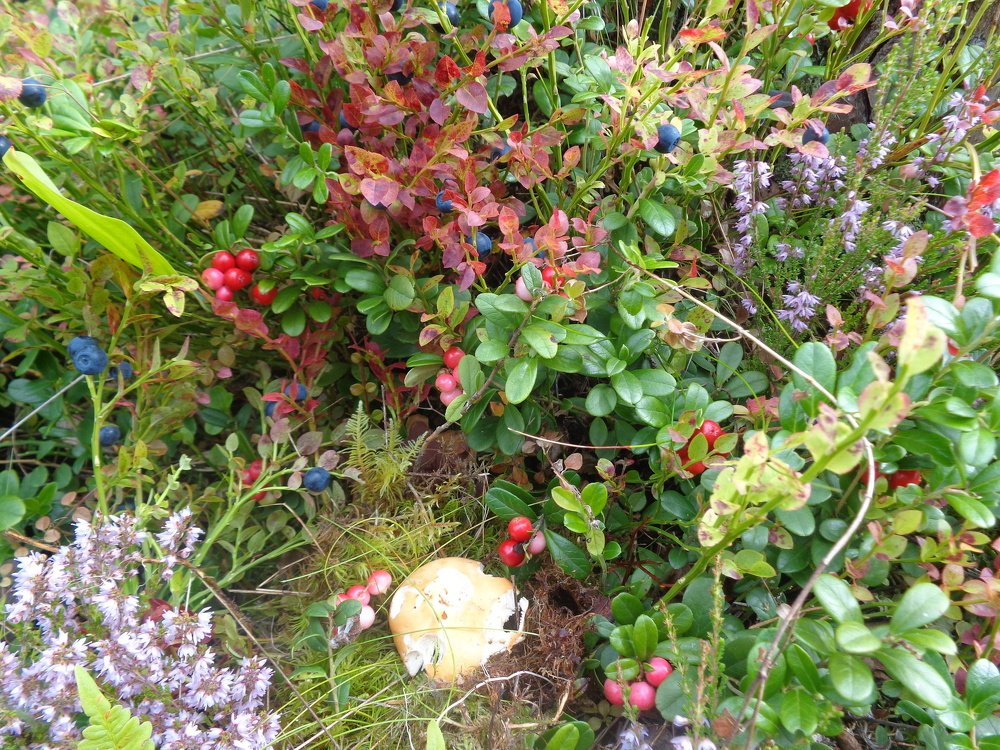 Лесное богатство