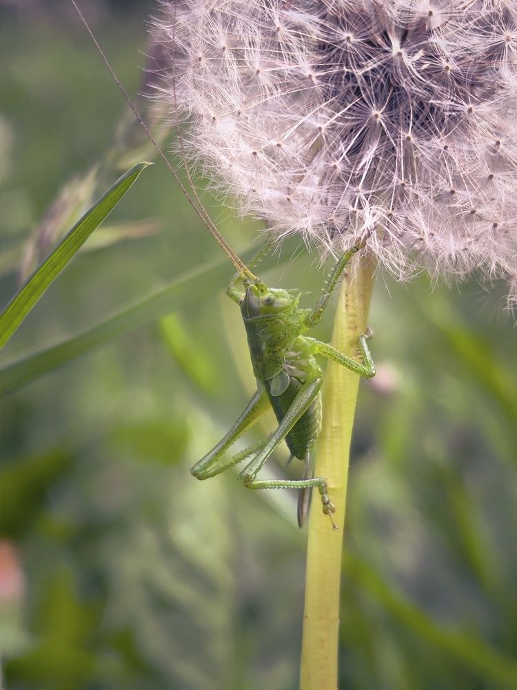 Фотография автора Лена Гром