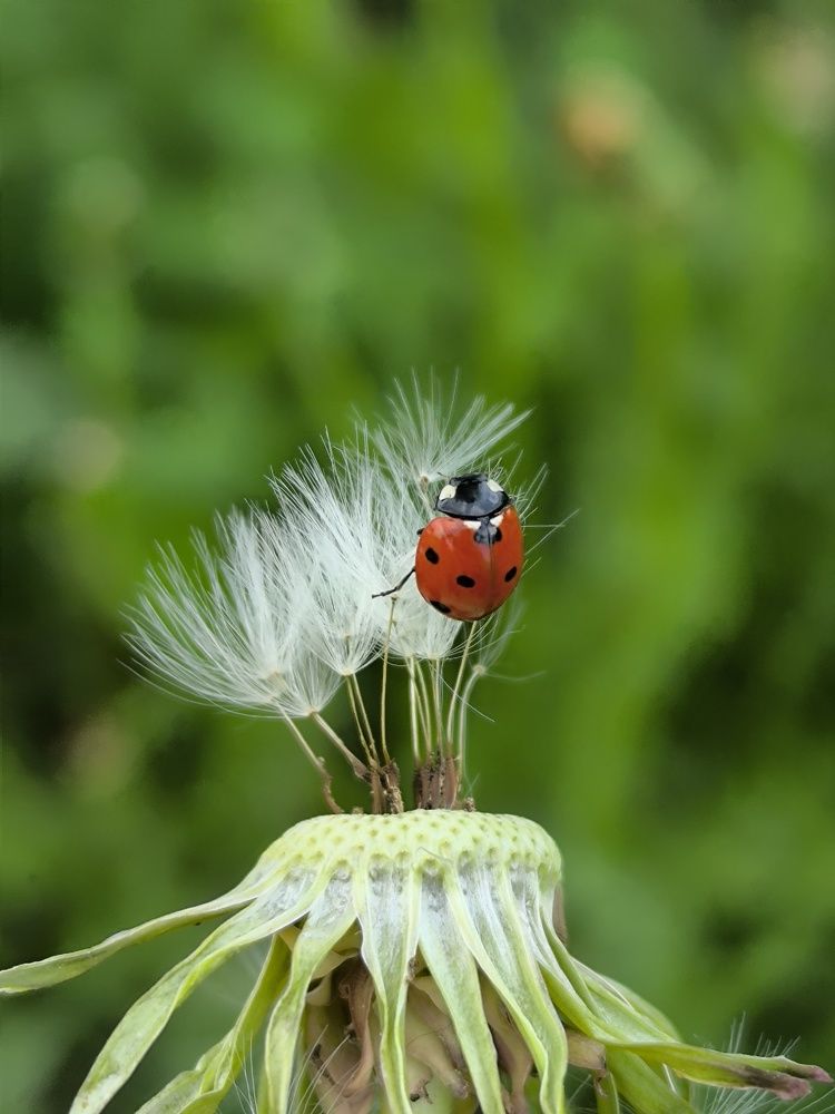 Фотография автора Лена Гром