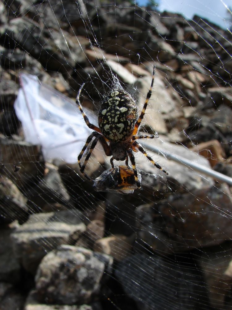 Photograph by Aleksey Maevskiy