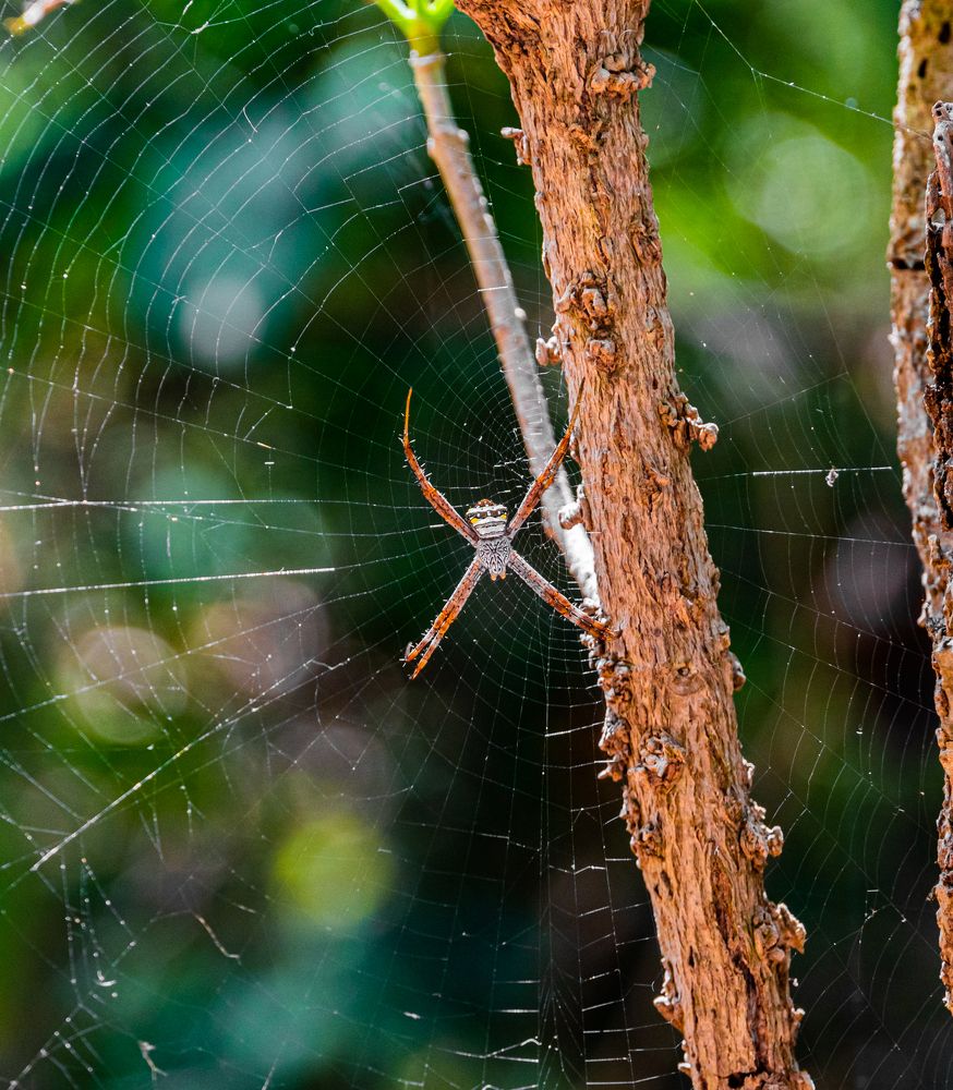 Фотография автора Максим Грибанов