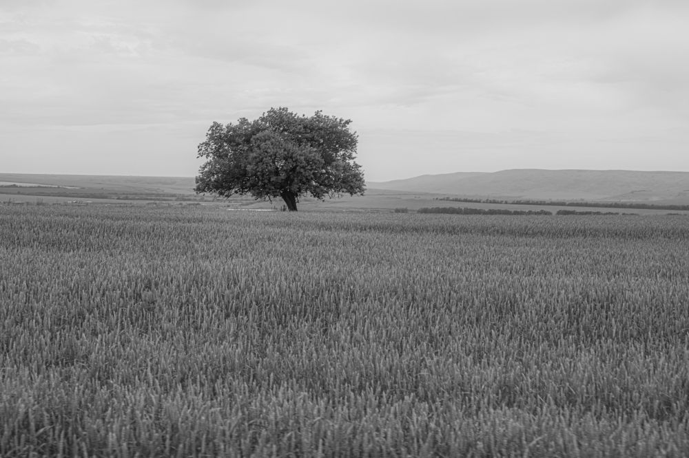 Photograph by 