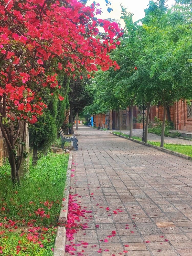 Photograph by Sajad Alizadeh