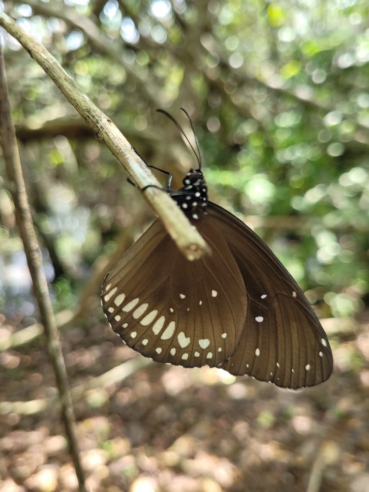 Photograph by Muhammed fazeel A.m.fazeel