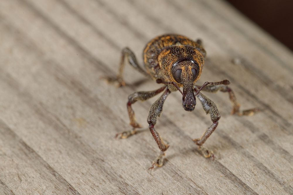 Photograph by Yuriy Teplukhin