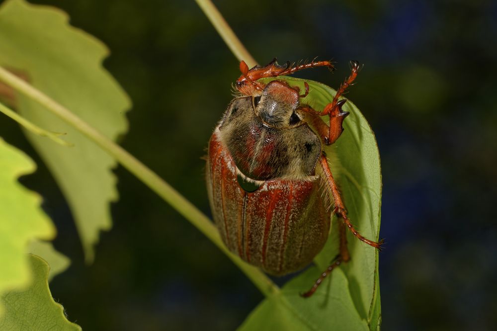 Photograph by Yuriy Teplukhin