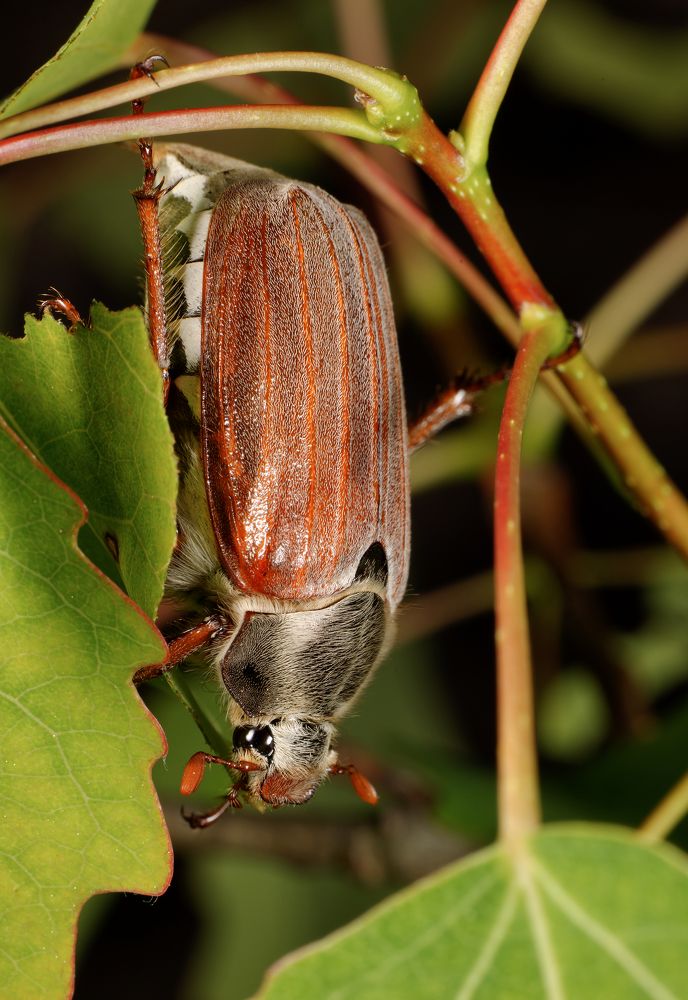 Photograph by Yuriy Teplukhin