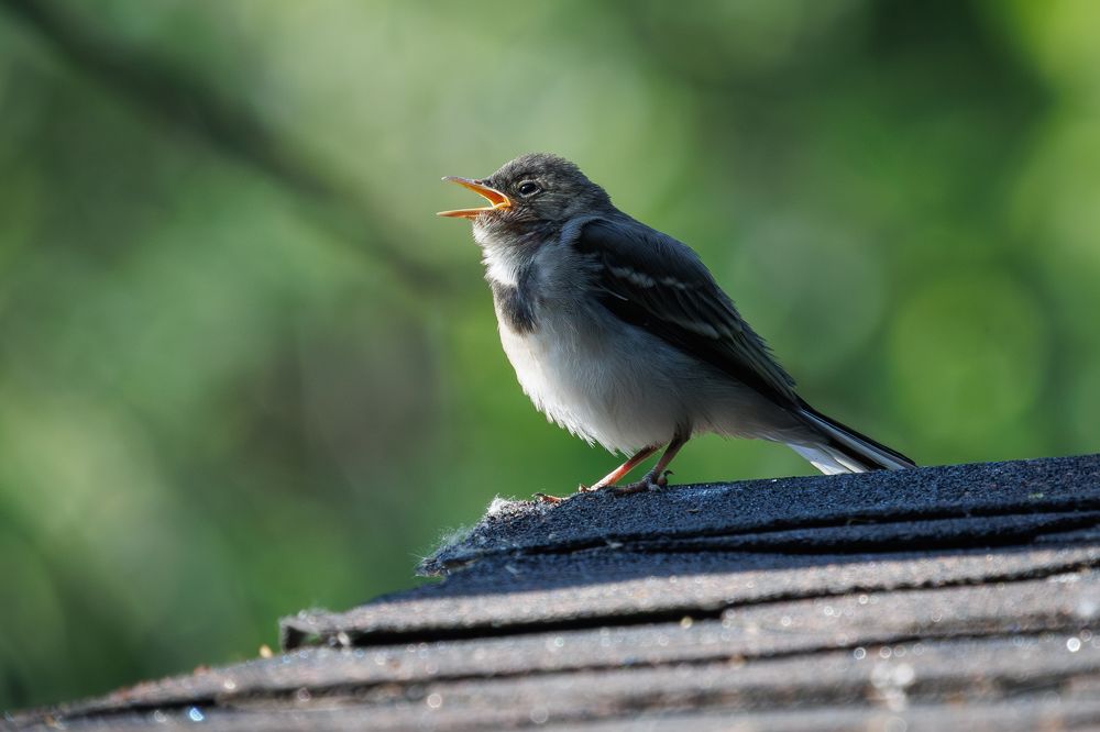 Фотография автора Сергей Брюшинин